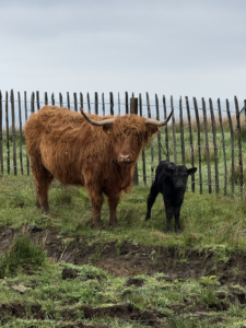 Highligh Cows